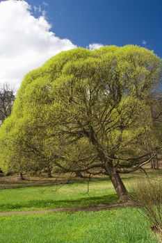 spring tree against the sky