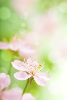 pink flowers