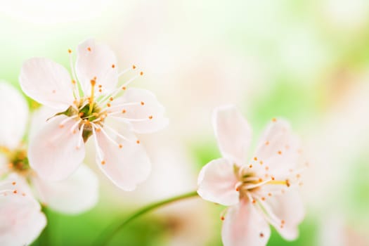 pink flowers