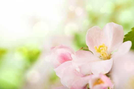 pink flowers