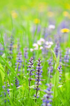 summer meadow