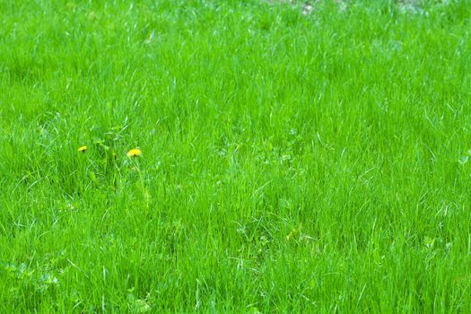 green grass background 