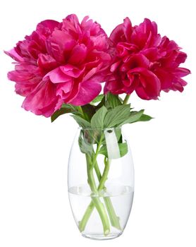 peony in vase isolated