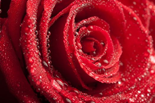 red rose with water drops 