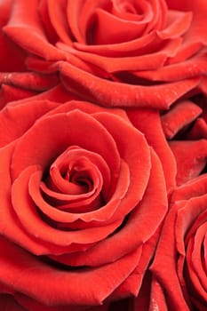 beautiful red roses background 