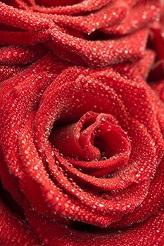 red rose with water drops 