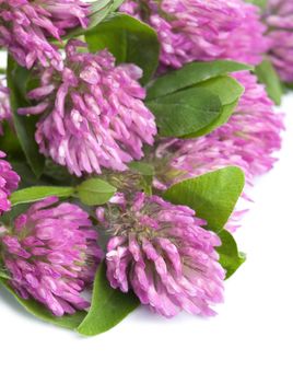 pink clover flower isolated