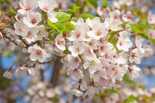 white blossom in spring 