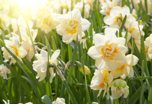 daffodils in the field 