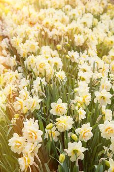 daffodils in the field 