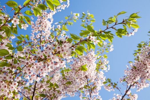 white blossom in spring 