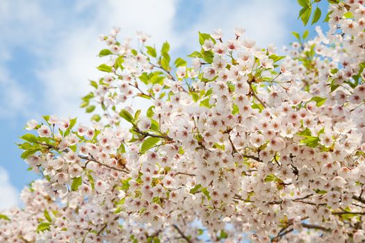 white blossom in spring 