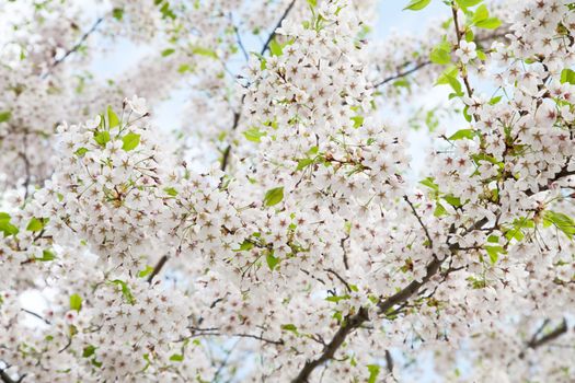 white blossom in spring 