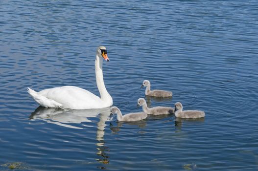 Parent swan with young chicks on a pond