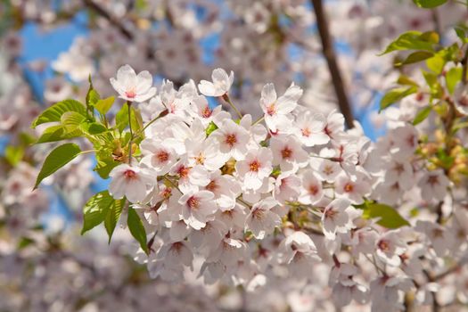 white blossom in spring