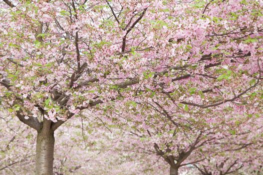 pink blossom in spring 