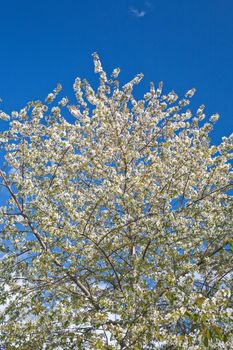 spring tree in blossom