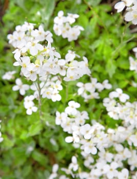 white flowers in the field