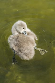 Young swan bird grooming itself