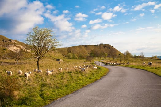 landscape with sheeps