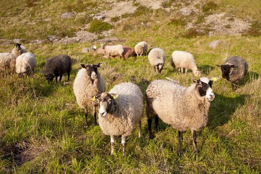 sheep in the field