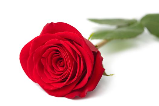 beautiful red rose isolated 