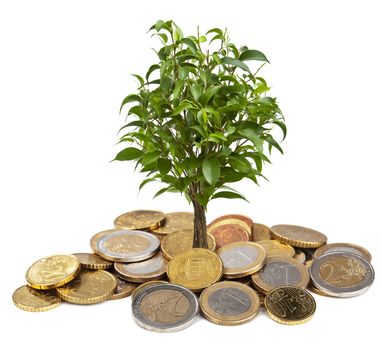 tree and coins isolated