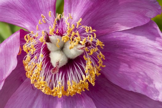 Detail of flower with pink petals and yellow center