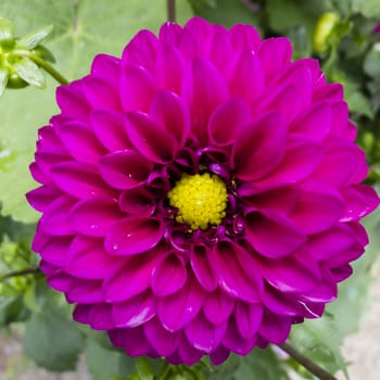 Red Dahlia flower in full bloom