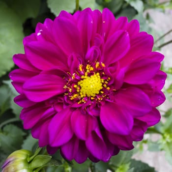 Red Dahlia flower in full bloom