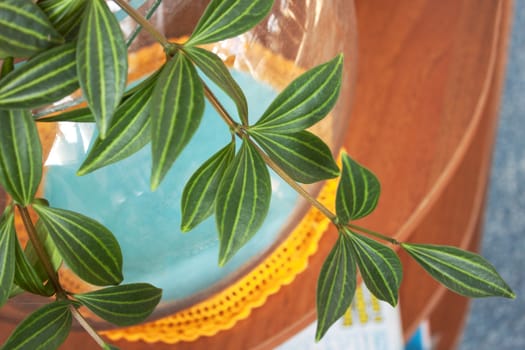 A small  branch hang-downing houseplant hanging down