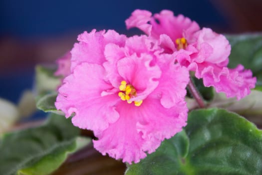 Room flower (Saintpaulia ionantha) blossomed in the spring