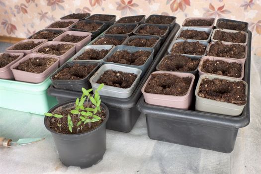 The land is ready for swordplay seedlings in pots