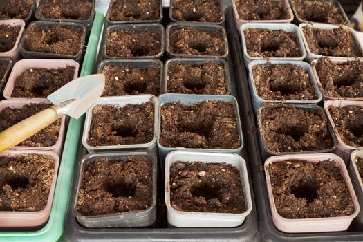 The land is ready for swordplay seedlings in pots