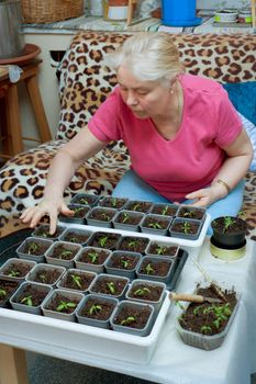 An elderly woman takes care of the seedlings
