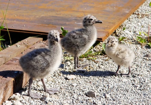 Nestlings of the seagull at light of the sun