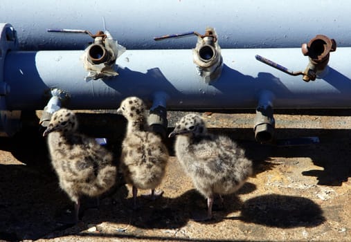 Three nestlings study gates of the pipeline