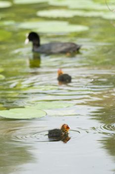 Adult coot feeding its chick