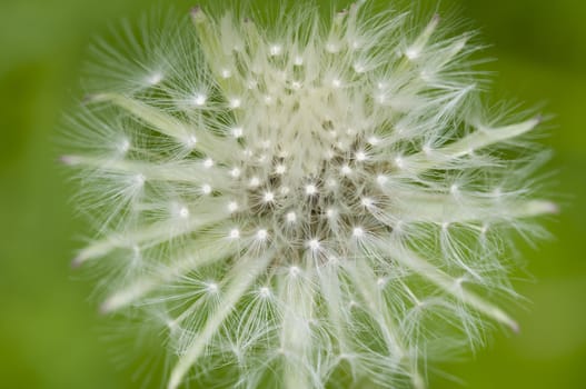 Dandelion fluffy seeds close up