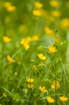 Yellow flowers among green blades of grass