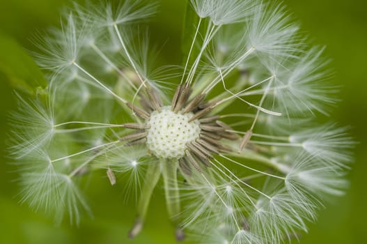 Dandelion fluffy seeds close up