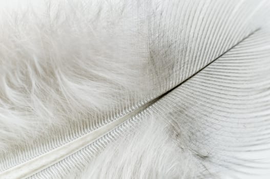 Detail of a white feather