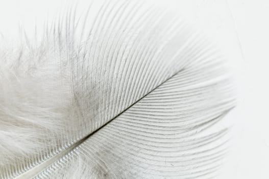 Detail of a white feather