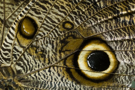 Detail of tropical butterfly wing