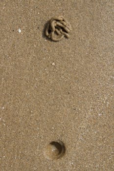 Granular sandy beach with a lugworm, Arenicola marina, cast and blow hole.