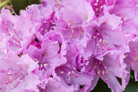 Pink azalea flowers in Spring