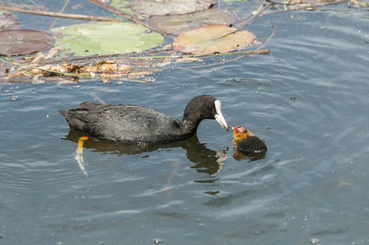 Adult coot feeding its chick