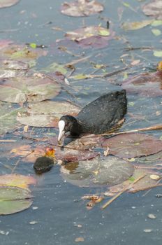 Adult coot feeding its chick