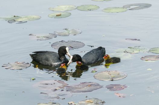 Adult coot feeding its chick