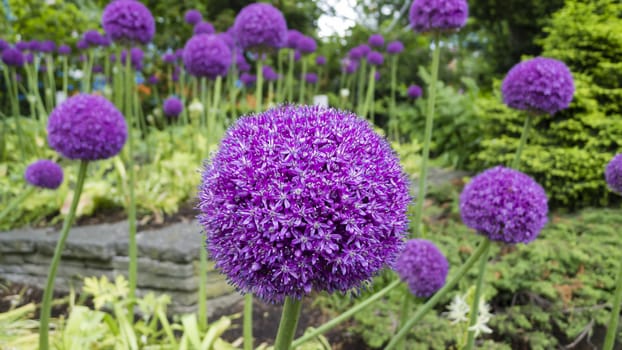 Ornamental allium flower close up